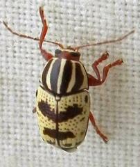 Cryptocephalus leucomelas