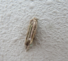 Psyche casta