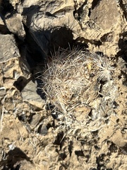 Escobaria chlorantha