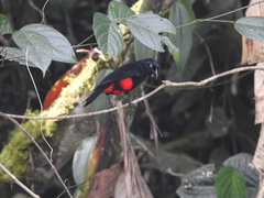 Hypopyrrhus pyrohypogaster