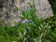 Solanum glaucophyllum