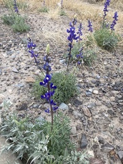Lupinus havardii