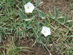 Convolvulus hermanniae