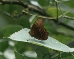Abisara saturata