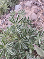 Lupinus havardii
