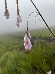 Dierama