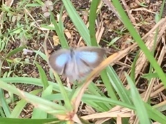 Euchrysops cnejus cnejus