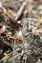 Drosera nitidula