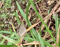 Euchrysops cnejus cnejus