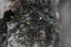 Venturiella sinensis