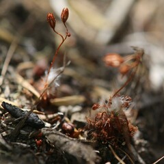 Drosera nitidula