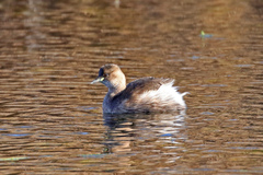 Tachybaptus ruficollis