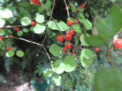 Coprosma rotundifolia