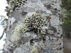 Menegazzia