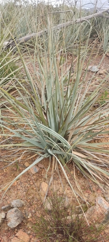 Image of Nolina interrata by (c) Diego Maldonado de la Torre, some rights reserved (CC BY)