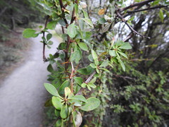 Berberis microphylla