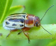 Pachybrachis bivittatus