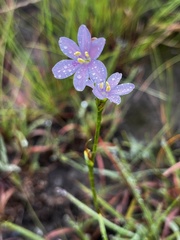 Aristea abyssinica