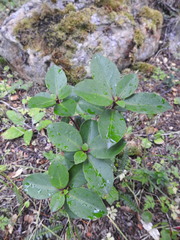 Maytenus magellanica