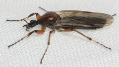 Bibio articulatus