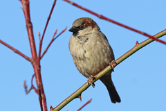 Passer domesticus