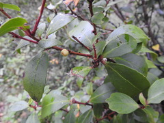 Maytenus magellanica