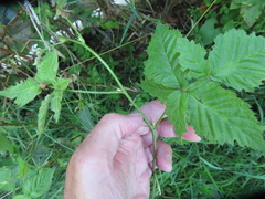 Rubus ursinus × idaeus