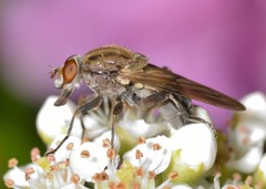 Brachyopa vacua