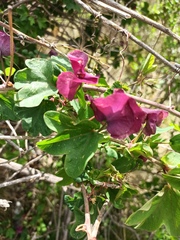 Passiflora umbilicata