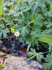 Geranium carolinianum carolinianum