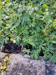 Geranium carolinianum carolinianum