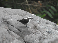 Cinclus leucocephalus