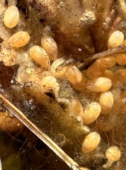 Ostracoda