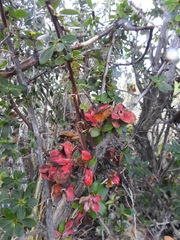 Puccinia magellanica