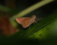 Caltoris malaya