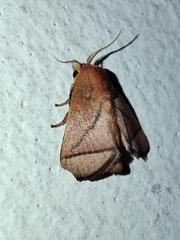 Praesetora divergens