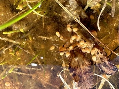 Ostracoda