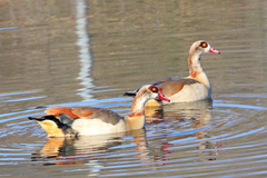 Alopochen aegyptiaca