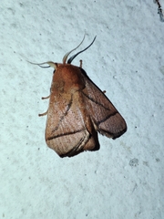 Praesetora divergens