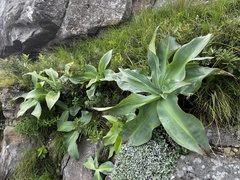 Merwilla plumbea