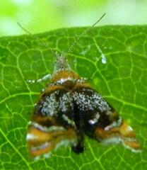 Prochoreutis inflatella
