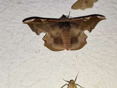 Fascellina plagiata