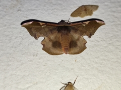 Fascellina plagiata