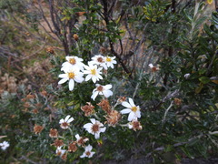 Chiliotrichum diffusum