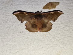 Fascellina plagiata