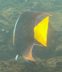 Holacanthus passer