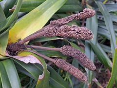 Freycinetia formosana