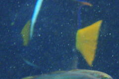 Holacanthus passer