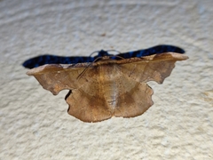 Fascellina plagiata
