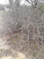 Forestiera pubescens